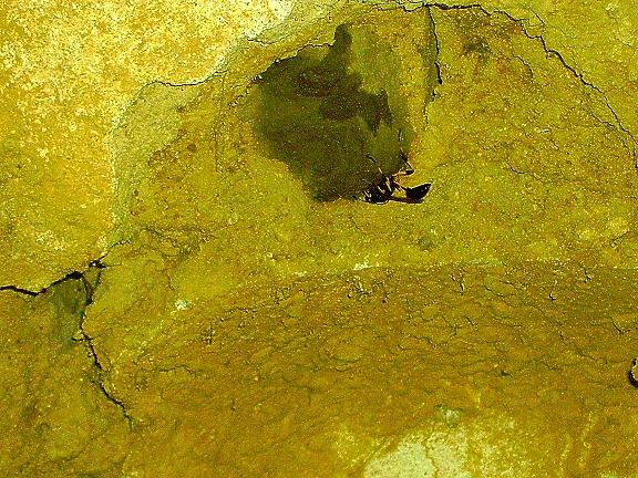 Sceliphron spirifex intento alla costruzione del nido